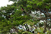 Howler Monkeys Populate the Trees on our Route to the Masaya Volcano