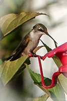 Hummingbirds in Chuck & Cheryl Seaman's garden