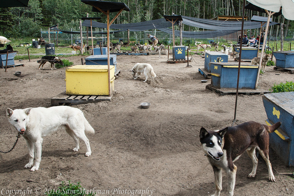 Alaskan Huskies in their compound