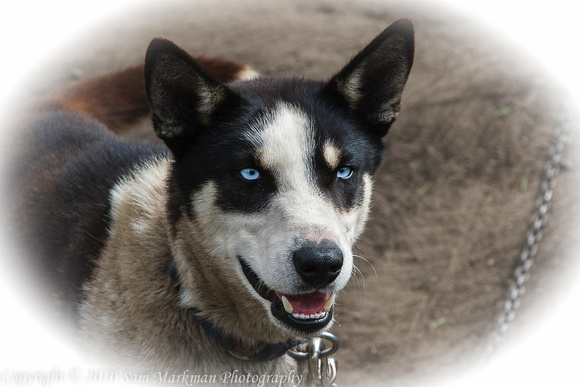 Amazing Blue Eyes on a young Alaskan Husky