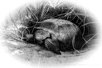 Tortoise in burrow at Smyrna Dunes Park, Florida