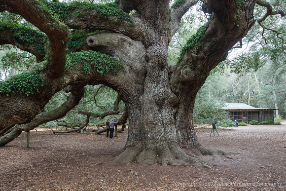 Angel Oak Tree dwarfs Diane and Diane