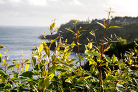 Coastline looking east, Princeville Kauai