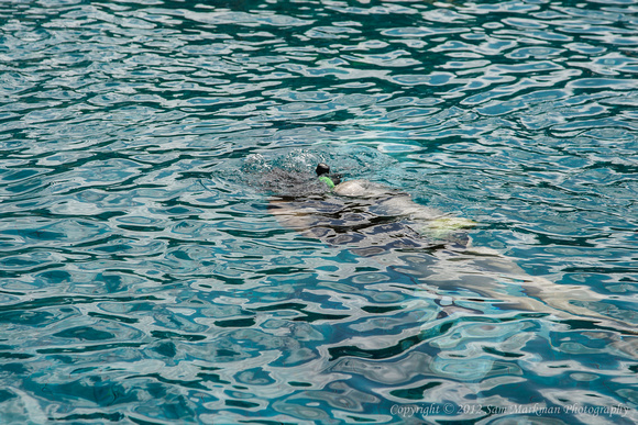 Diane dips below the surface - Scuba Lesson at Bali Hai Villas