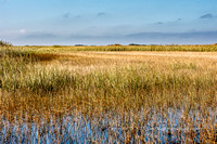 Everglades grasses stretch as far as the eye can see!