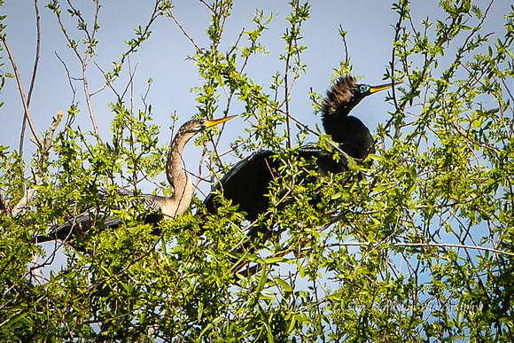 Anhingas perched in tree