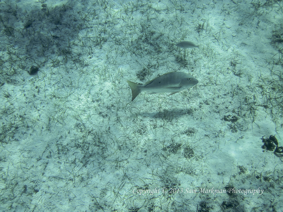 Some fish under our clear bottom canoe