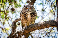 Adult Male Eurasian Eagle Owl (free flying)
