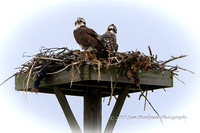 Osprey fledglings in their nests