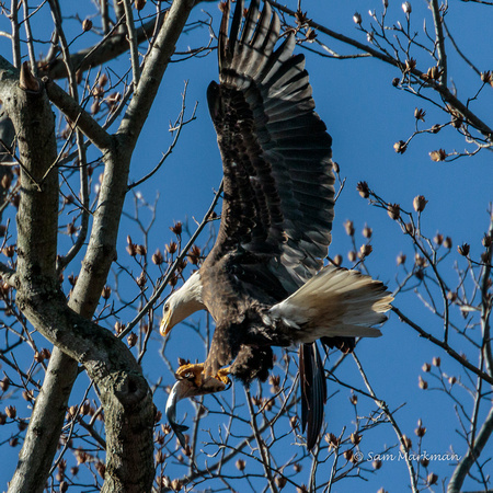 Time to land in this tree and eat my catch!