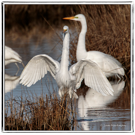 Great Egret putting on a show