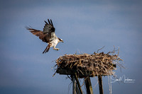 Osprey landing