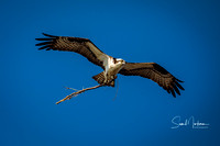 Osprey bringing a branch back to the nest