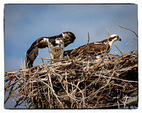 Osprey in nest