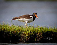 Oyster Catcher with a mussel