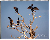 Cormorants hanging out.