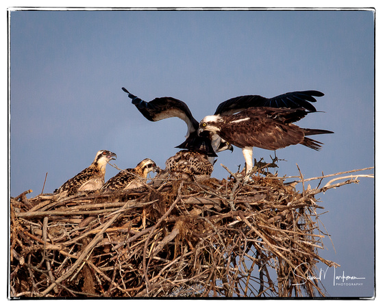 Osprey parents w/three young - the health of one is uncertain.