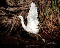 Juvenile Snowy Egret