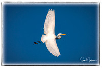 Great Egret in flight