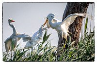 The parent Great Egret is regurgitating food for its young.