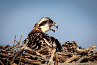 Hungry young Osprey