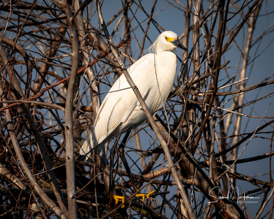 Adult Snowy Egret
