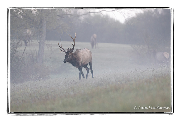 Bull elk emerges from the mist to gather his herd.