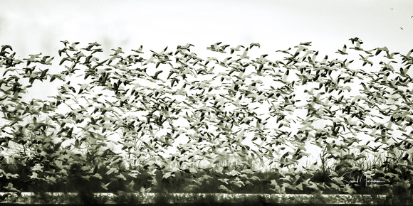Snow Geese fill the sky at sunrise