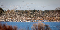Snow Geese and a few Tundra Swans