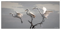 Three Great Egrets (Print Copy #2)