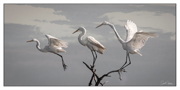 Three Great Egrets (Print Copy #2)