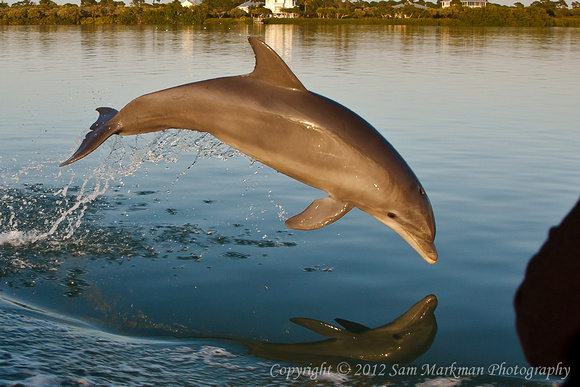 Dolphins near Palm Island
