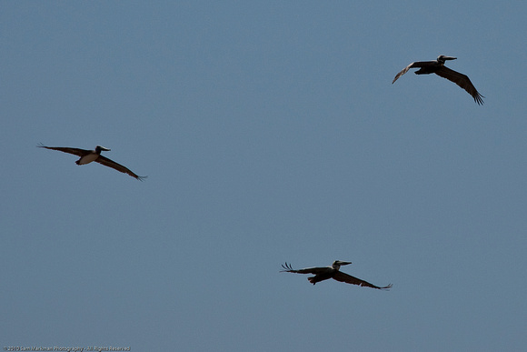Pelicans Fly Overhead