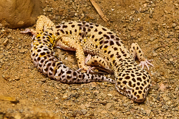 Leopard Gecko Morph - Striped
