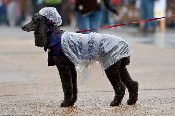 Am I the only dog with a rain coat and rain hat?