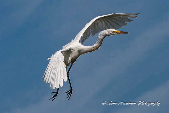 Egret in flight - approaching for a landing