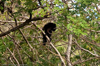 Howler Monkeys Populate the Trees on our Route to the Masaya Volcano