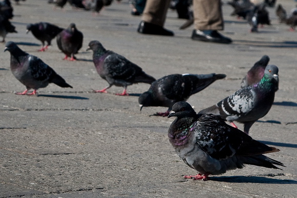 Pigeons in St. Mark's Square