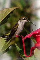 Hummingbirds in Chuck & Cheryl Seaman's garden