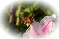 Butterfly in Chuck & Cheryl Seaman's garden
