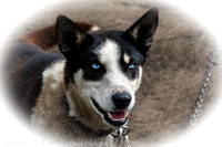 Amazing Blue Eyes on a young Alaskan Husky
