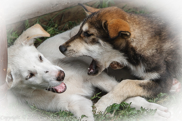 Alaskan Husky Puppies at Play