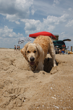 Santino digs a nice cool hole in the sand to relax in...