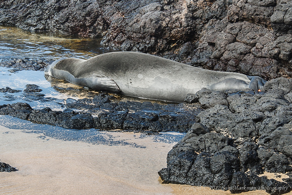 Monk Seal rests protected by the rocks at Lumahai Beach