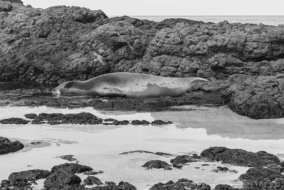 Monk Seal rests protected by the rocks at Lumahai Beach