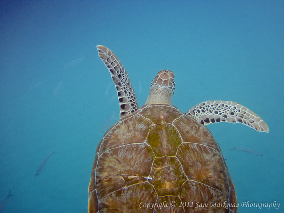 Swimming with Sea Turtles in Barbados