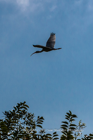 An Ibis flies by; backlit by the sun