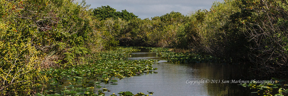 Everglades scene