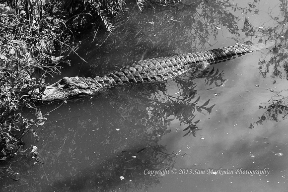 Lazy alligator along bank...