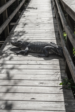 Alligator on footpath!!